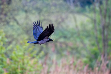 Obraz premium Nebelkrähe im Flug mit Nistmaterial im Frühjahr 