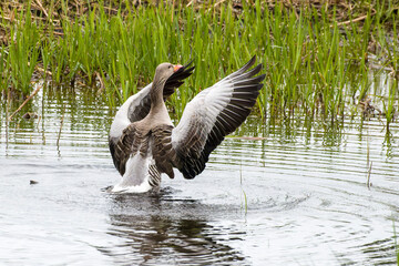 Graugans bei der Gefiederpflege  © Karin Jähne