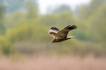 Fototapeta premium Rohrweihen Männchen auf Jagd