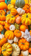 colorful and patterned ornamental pumpkins