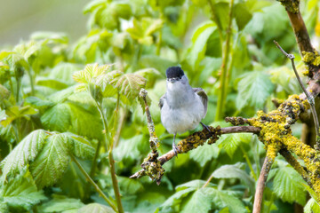 	
Männchen der Mönchsgrasmücke (Sylvia atricapilla)	
