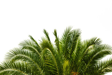 palm tree on a transparent background