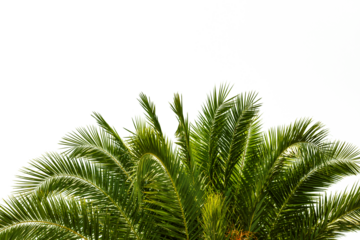 palm tree on a transparent background