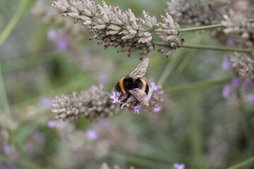 Bee