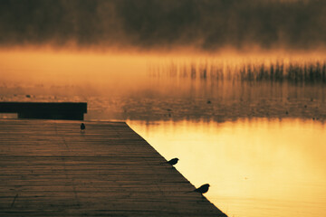 Romantic morning atmosphere at a lake with a jetty on which wagtails are sitting