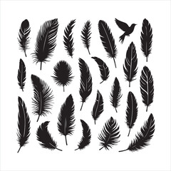 Obraz premium Bird feather, collection silhouette on a white background 