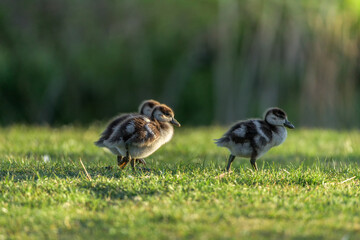Two ducklings on grass during golden hour