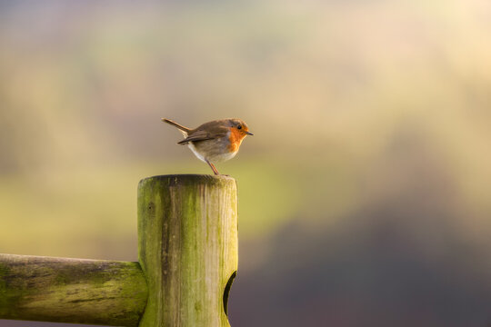 European Robin resting on a wooden post in soft light