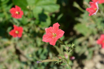 Brazilian red petunia flower