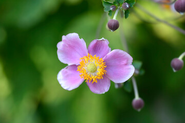 Japanese anemone Prinz Heinrich flowers