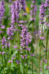 Common hedgenettle flowers