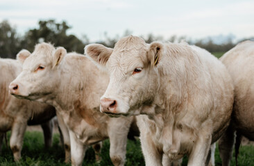 Cattle grazing in a field 