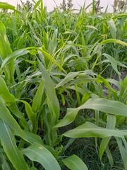close up of aloe plant, green grass of the sky, green grass on the field, green grass in the wind, sun sky, green grass of the sky, flower green sun sky