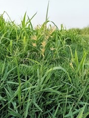 green grass of the sky, green grass on the field, green grass in the wind, sun sky, green grass of the sky