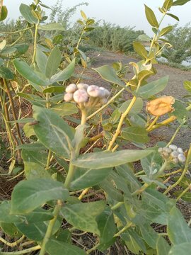 flowers of the apple. wild rose hot. wild rose hip. butterfly on a bush. butterfly on a leaf aak
