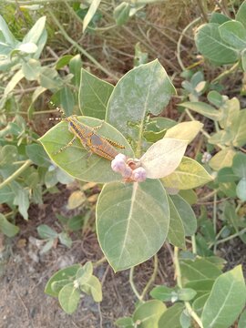 flowers of the apple. wild rose hot. wild rose hip. butterfly on a bush. butterfly on a leaf aak
