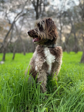 Brown Cross breed doodle dog sitting in green grass with trees in background