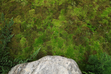 Top view widely ground covered by green moss with rock 