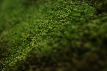 Close up selected focus evergreen carpet green moss 