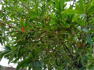 apples on a tree. green tree, pomegranate fruit on tree, pomegranate on tree