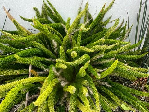 Sprenger's asparagus fern growing in a garden. Asparagus aethiopicus