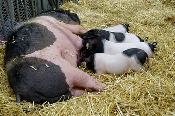 une truie et porcelet