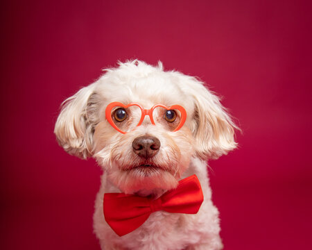 Portrait of a white havapoo wearing a red bow tie and spectacles sitting in front of a red background