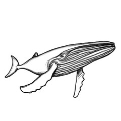 Whale, Hand drawn illustration, black pencil drawing, transparent PNG 