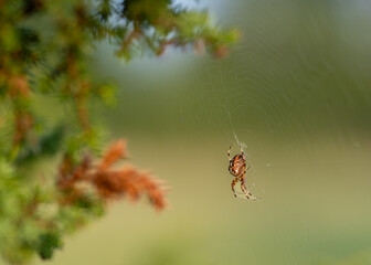 Brown garden spider on web with blurred background. Garden spider hangs on a thin silk thread, against a green background in nature. 