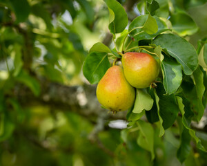 Appetizing pears on a branch in a home garden. Close up of ripe pears on a tree branch with a lush garden background. 