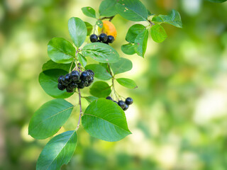Background with aronia branch and berries. Aronia berries (Aronia melanocarpa, Black Chokeberry) growing in the garden. Branch with aronia berries. Green background.