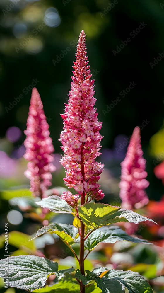 Poster Pink flower spikes on a green leafy plant, in a soft, blurred background.