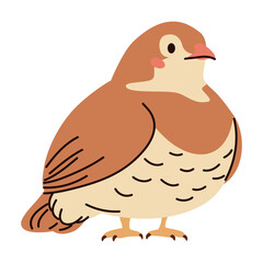 Cute quail on white background. Flat vector illustration in simple child style . Vector illustration