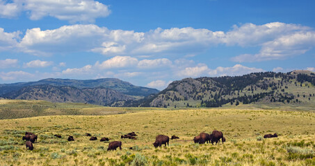 picturesque mountains and a herd of bison grazing in summer  along the grand loop road in the lamar...