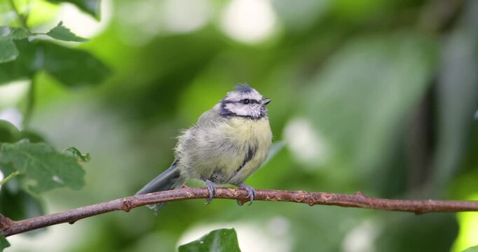 Eurasian blue tit juvenile perching on a tree branch against colourful background