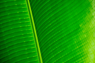 banana leaf texture