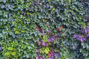 Parthenocissus quinquefolia or virginia creeper or victoria creeper or five-leaved ivy or five-fingergreen creeping plant on wall.