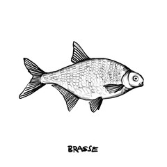 Bream, Fish, isolated, Hand drawn illustration, black pencil drawing, transparent PNG 