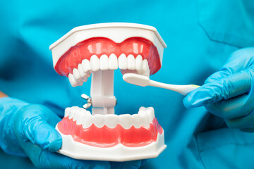 Asian dentist cleaning teeth of human dental model with tooth brush for patient and studying about dentistry.