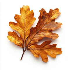 Fototapeta premium Three Golden Oak Leaves on White Background