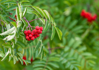 European mountain-ash, rowan tree (Sorbus aucuparia), branch with berries. Red berries on a Rowan tree, Sorbus aucuparia. Autumn background.	