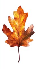 Obraz premium A Single Dried Leaf with Intricate Veins in Autumn Hues