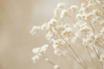 Delicate White Flowers on a Soft Background