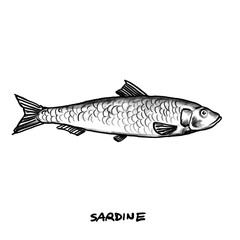 Sardine, Anchovy, Fish, isolated, Hand drawn illustration, black pencil drawing, transparent PNG 