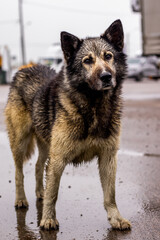 german shepherd dog
