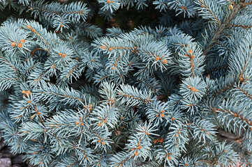 blue spruce. background of spruce branches close-up
