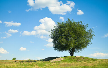 Obraz premium one tree growing in a meadow.