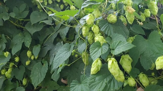 Common Hop, cone-shaped blossoms and leaves, close up. Beer production ingredients simple concept, nobody, harvest