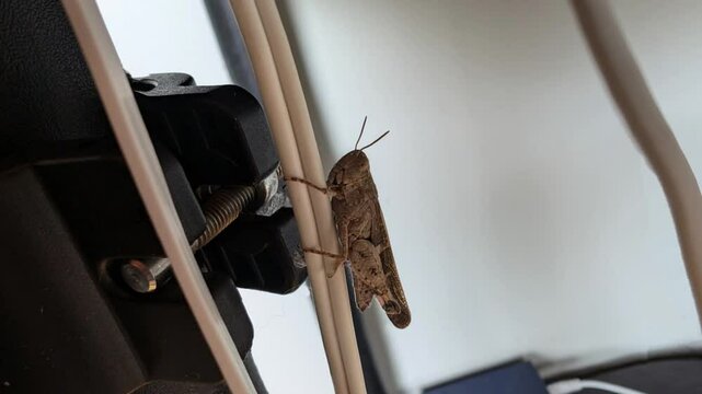 Il grillo sul cavo della corrente