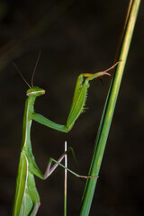 Big green young European mantis or mantis religiosa sitting on branch. Insects and flora. Soft focused macro shot